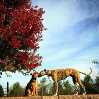 Amity Woods Animal Hospital