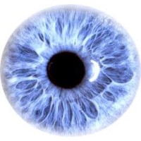 Berkshire Local Optical Committee logo - Similar company to Berkshire Vision