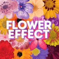 Flower Effect logo - Similar company to Flower Works