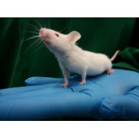 Humanized Mice Laboratory logo - Similar company to Polygene Ag