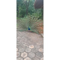 A3 – Indústria De Manuais E Embalagens Ltda.