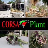 Corsa Plant logo - Similar company to Kokodama