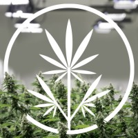 Next Big Crop logo - Similar company to Leizig Climate