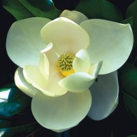 Atlanta Botanical Garden logo - Similar company to Museum Of Design Atlanta (Moda)