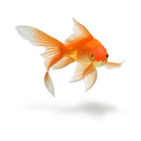 sprintfish communications GmbH & Co. KG