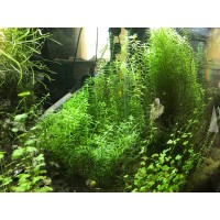 Aquascaping Life logo - Similar company to Sreepadma