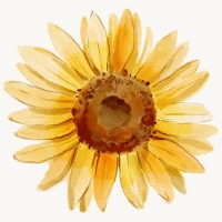 Golden Bloom Colorado logo - Similar company to Talent4M