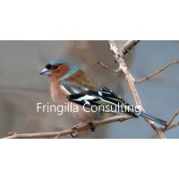 Fringilla Consulting logo - Similar company to Lamaskenfalleskrivekurs