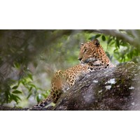 Leopard Trail logo - Similar company to Zri Adventures