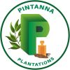 Dasuni Algawatta_Pintanna Plantation PVT LTD logo - Similar company to Dtrt Advisors, Llc