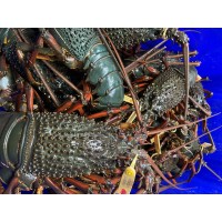 Pearl Seafoods logo - Similar company to Chilli Thai