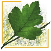 Aubépine Scop Rennes logo - Similar company to Orme