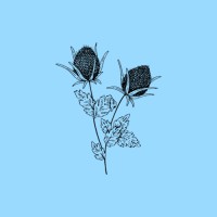 Blue Thistle Media logo - Similar company to Inspire2Rise