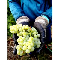 Champagne Cerise Simon logo - Similar company to Lycee General Technologique Marc Chagall