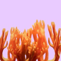 The Fungi Investment Collective logo - Similar company to Dynamill Research