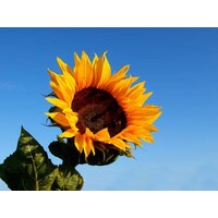 SoGive logo - Similar company to Authntick