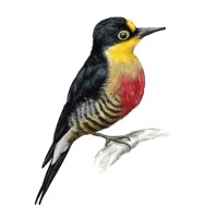 Ağaçkakan Yapım logo - Similar company to Studio Gaze