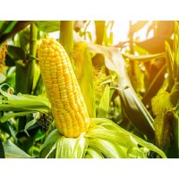 Corn Master logo - Similar company to Corn & Jagung