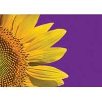 PRO-DEVELOPMENT (UK) LIMITED logo - Similar company to Seventh Wave® - The Management & Leadership Training Company