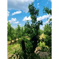 The Urban Woman logo - Similar company to Leadership For Diversity