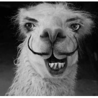 LOST LONELY LLAMA LOOKING 4 LOVE logo - Similar company to Your Pet Stop