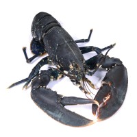 St Andrews Seafoods logo - Similar company to Rastech Ltd