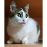 Tierkommunikation & Tierheilpraktik (Ausbildungen/Onlineseminare) logo - Similar company to Vetericare