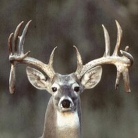 Riser Whitetails logo - Similar company to Texas Ranch Brokers Llc