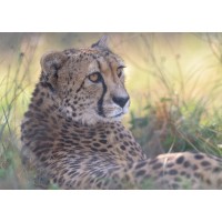 WildCat Ridge Sanctuary logo - Similar company to Black Pine Animal Sanctuary