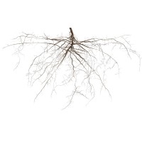 ROOTS Exhibition logo - Similar company to Mclaing