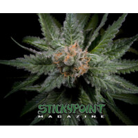 Stickypoint Magazine logo - Similar company to Australani