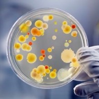 Noguchi Bacteriology logo - Similar company to Raam Foundation