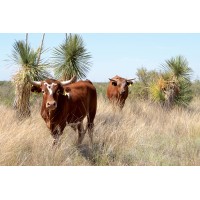 Harley Hendricks Realty Arizona Cattle Ranches For Sale logo - Similar company to Butte County Farm Bureau