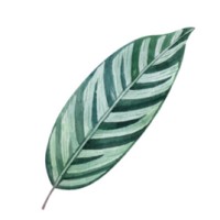 MARANTA logo - Similar company to Mona'S Flower