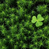Clover Basin Consulting, Llc