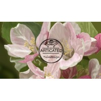 Articated logo - Similar company to Serendipity Technology