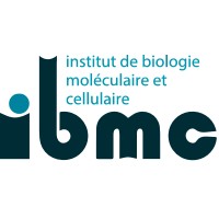 IBMC logo - Similar company to Igbmc