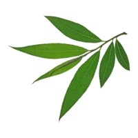 Gezinshuis De Wilgentuin logo - Similar company to Gezinshuis Windmee