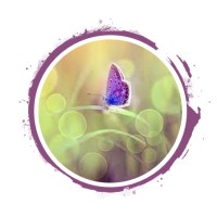 Live Joy Coaching and Consulting logo - Similar company to Professionals Network