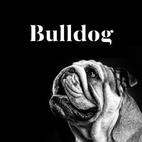 Bulldog Studio logo - Similar company to Calcco Comunicación Visual