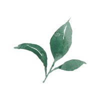 Canopy Consulting Llc
