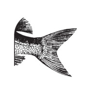 Fishtales Seafood Strategy logo - Similar company to Ana Dyla Bv