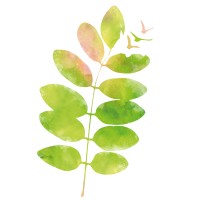 Natural Playscapes logo - Similar company to Infinite Playgrounds