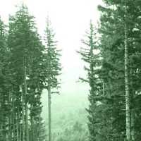 Center For Responsible Forestry