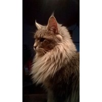 Inlove With Maine Coon
