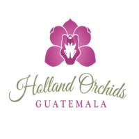 Holland Orchids