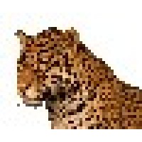 Jaguar Jewelry Casting Llc