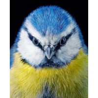 Spring Bird Project logo - Similar company to Oxira