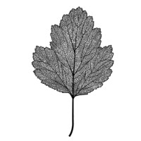 Leafprint Enterprises