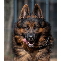 HauAPP logo - Similar company to Petsly By Hipets